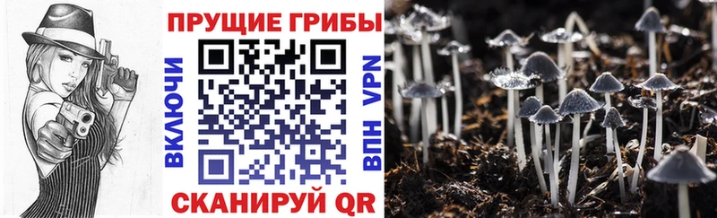 Псилоцибиновые грибы Psilocybe маркетплейс формула Николаевск-на-Амуре